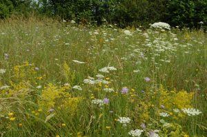 Elisa Tomat - wildflower meadow